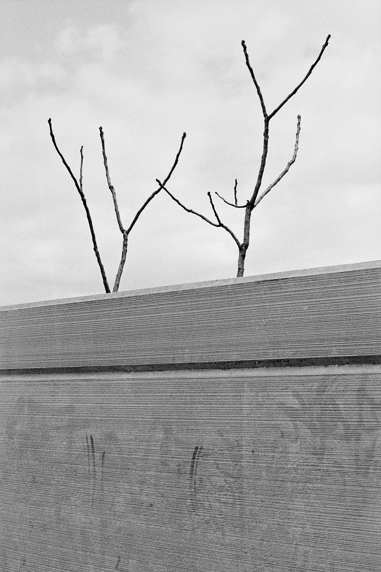 Massao Mascaro — Jardin