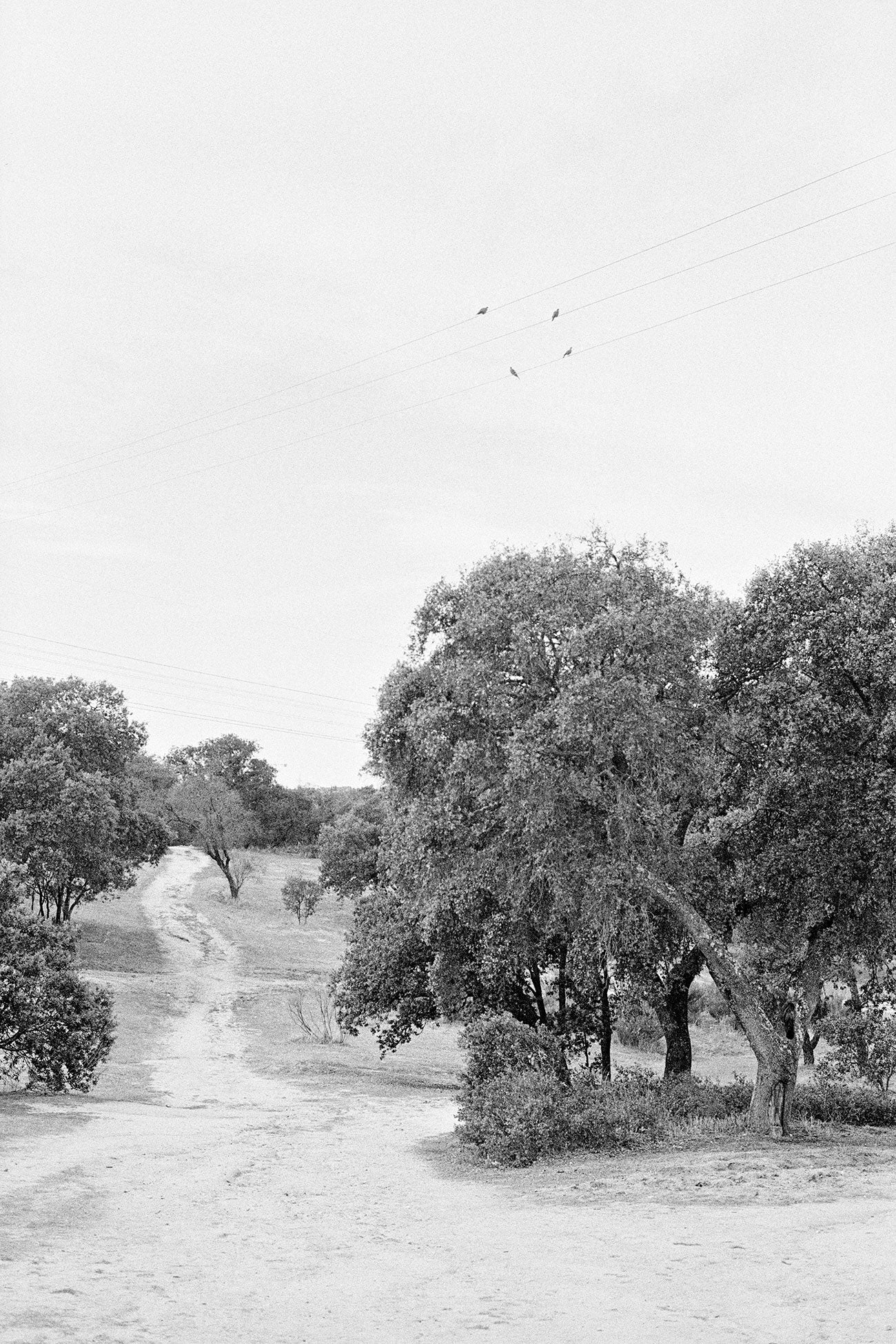 Massao Mascaro — Jardin