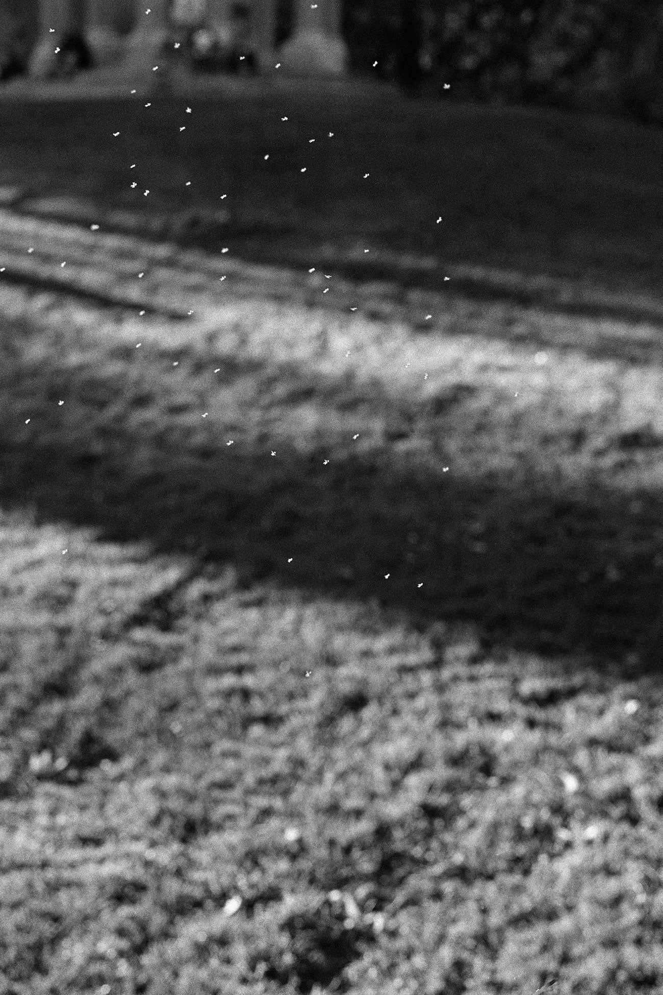 Massao Mascaro — Jardin