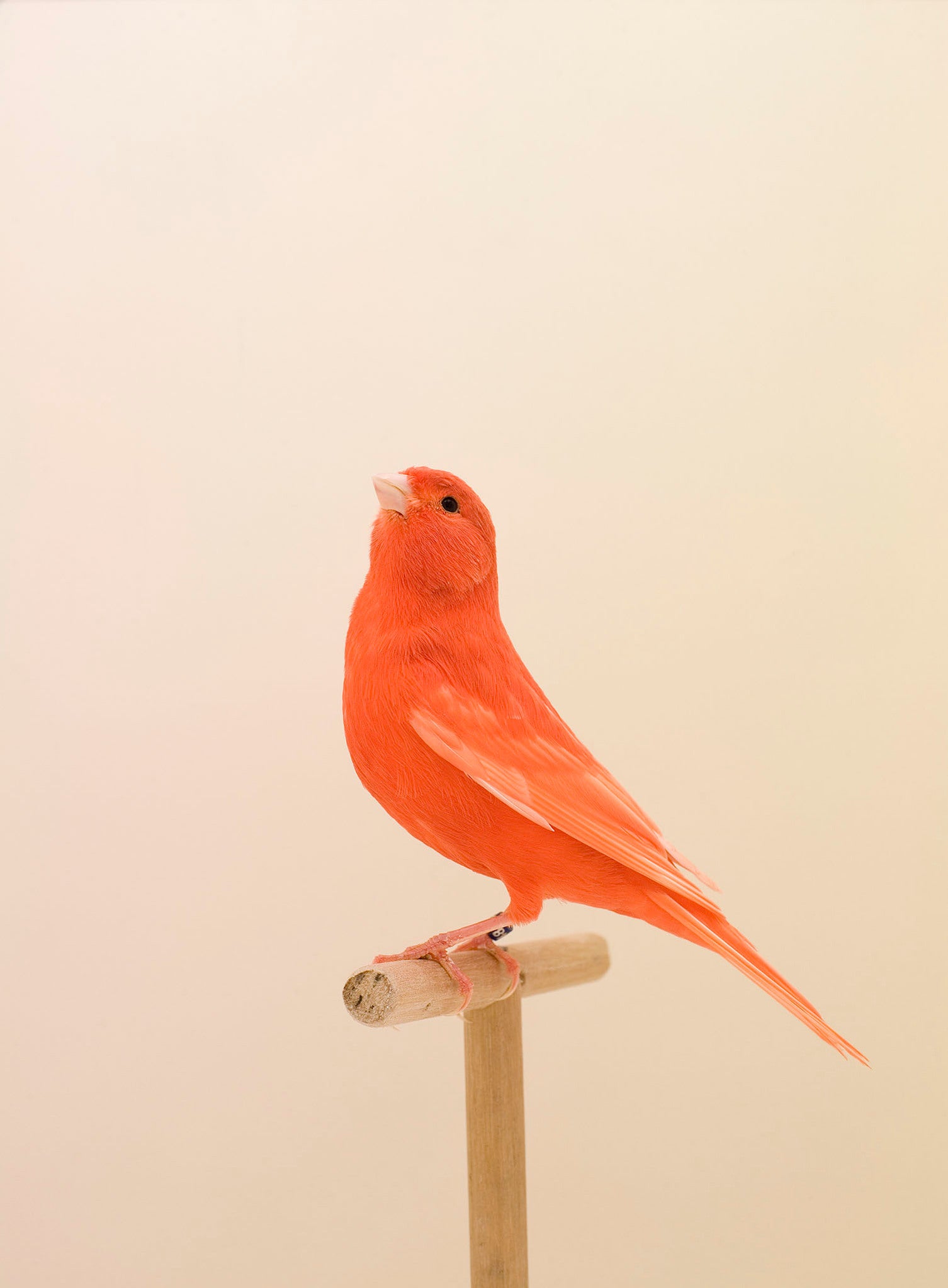 Luke Stephenson — An Incomplete Dictionary of Show Birds 2