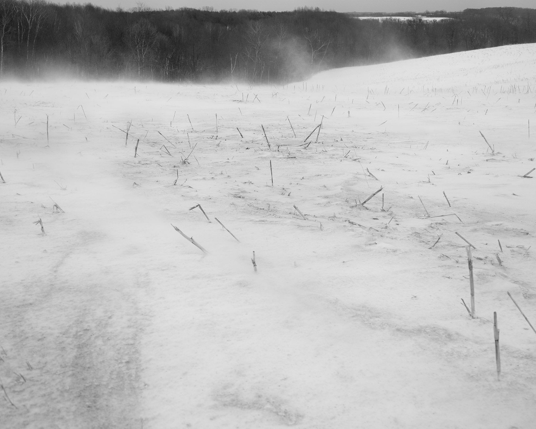 Erinn Springer — Dormant Season