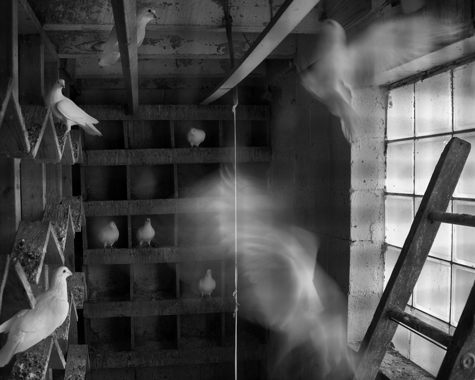 Erinn Springer — Dormant Season