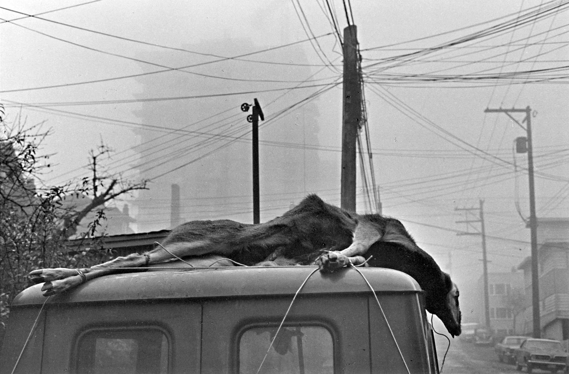 Viktor Kolar — Canada, 1968-1973