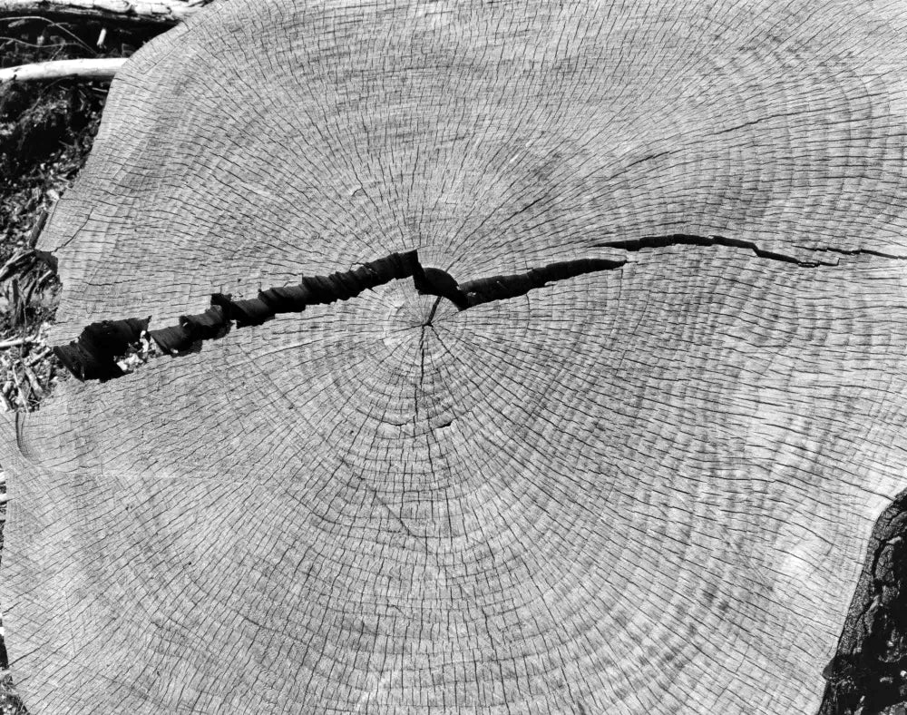 Robert Adams — Turning Back