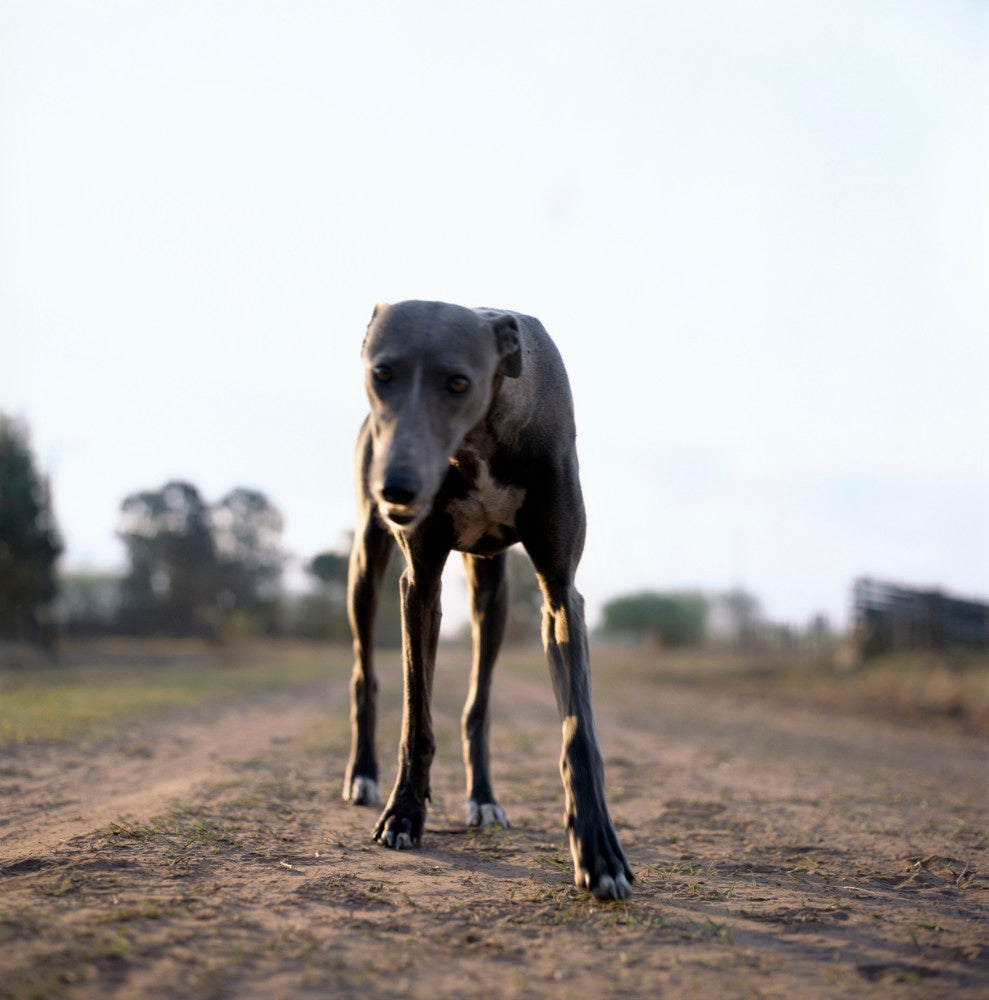 Alessandra Sanguinetti — On The Sixth Day