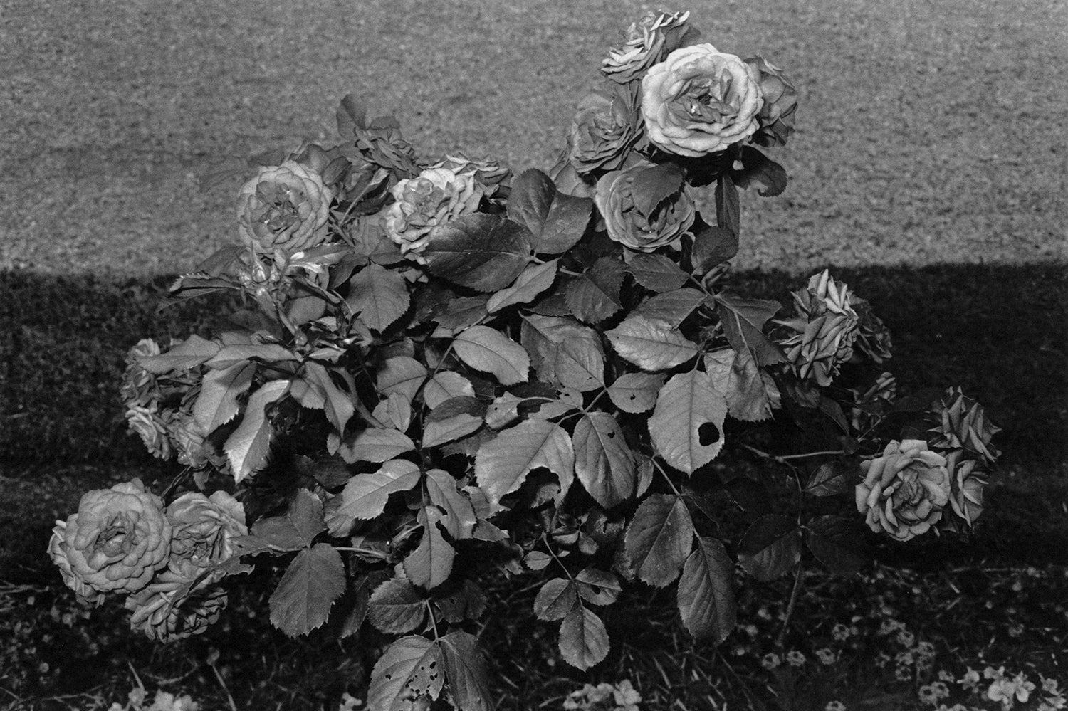 Lee Friedlander — Flower and Trees
