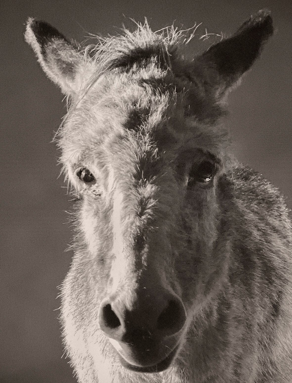 Paul Kooiker — The Rumour