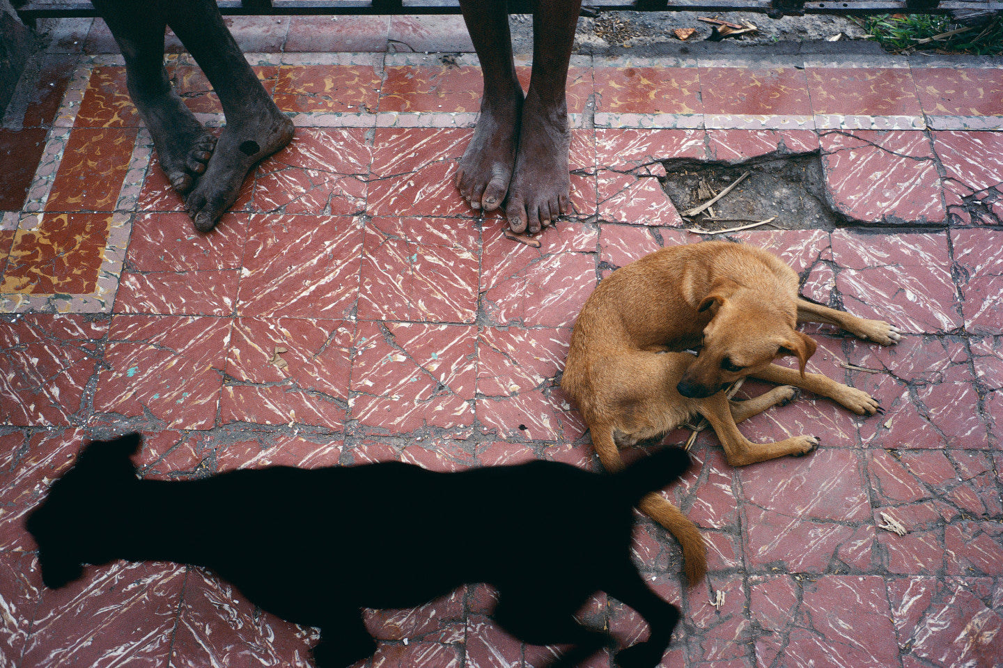 Alex Webb — Under A Grudging Sun