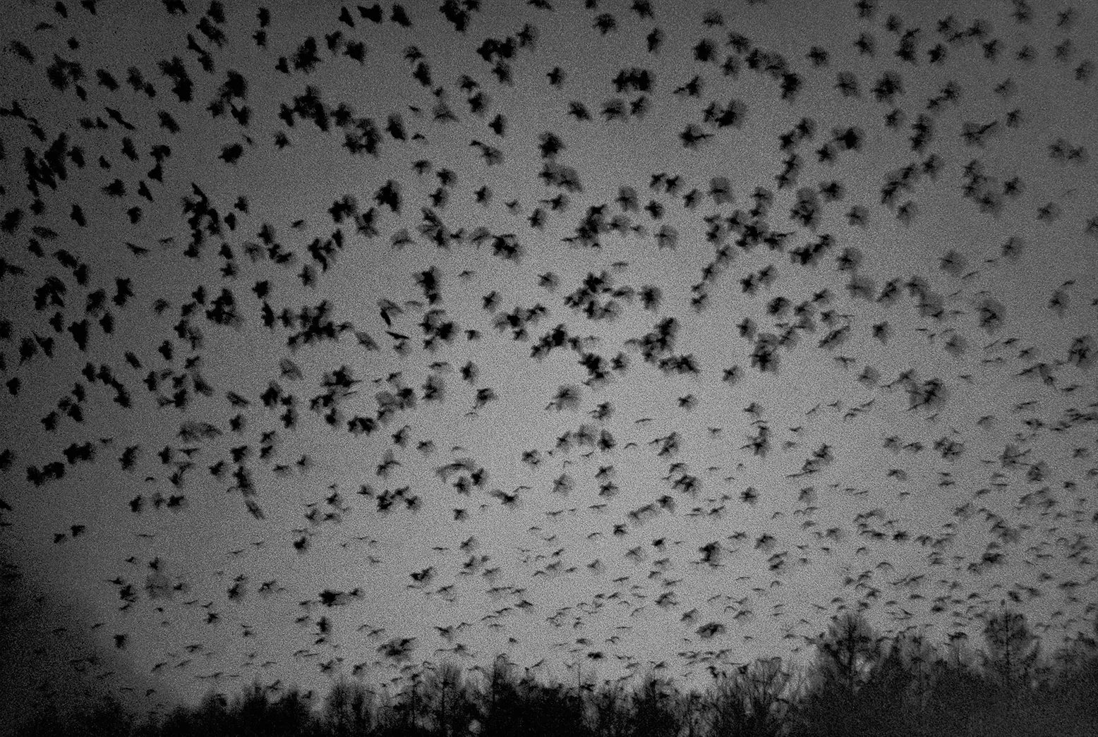Masahisa Fukase — The Solitude of Ravens