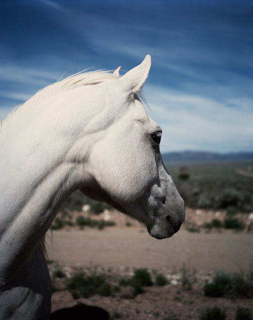 Gregory Halpern — ZZYZX