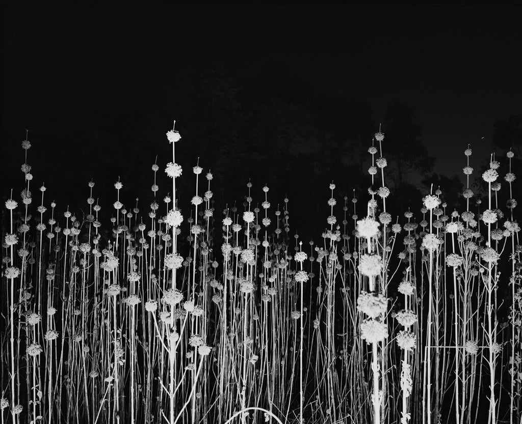 Trent Parke — The Black Rose