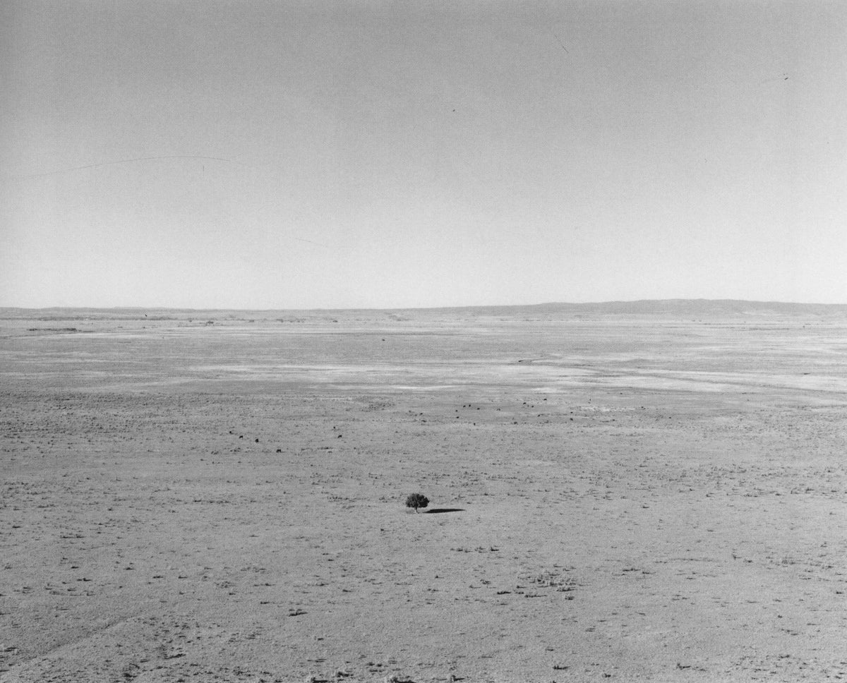 Robert Adams — Tree Line