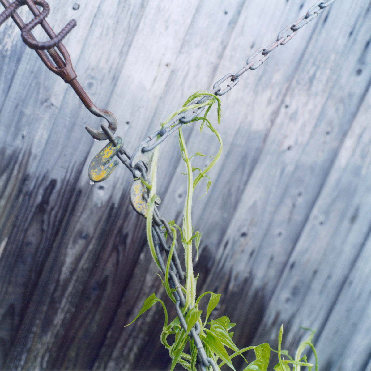 Rinko Kawauchi — The Eyes, The Ears