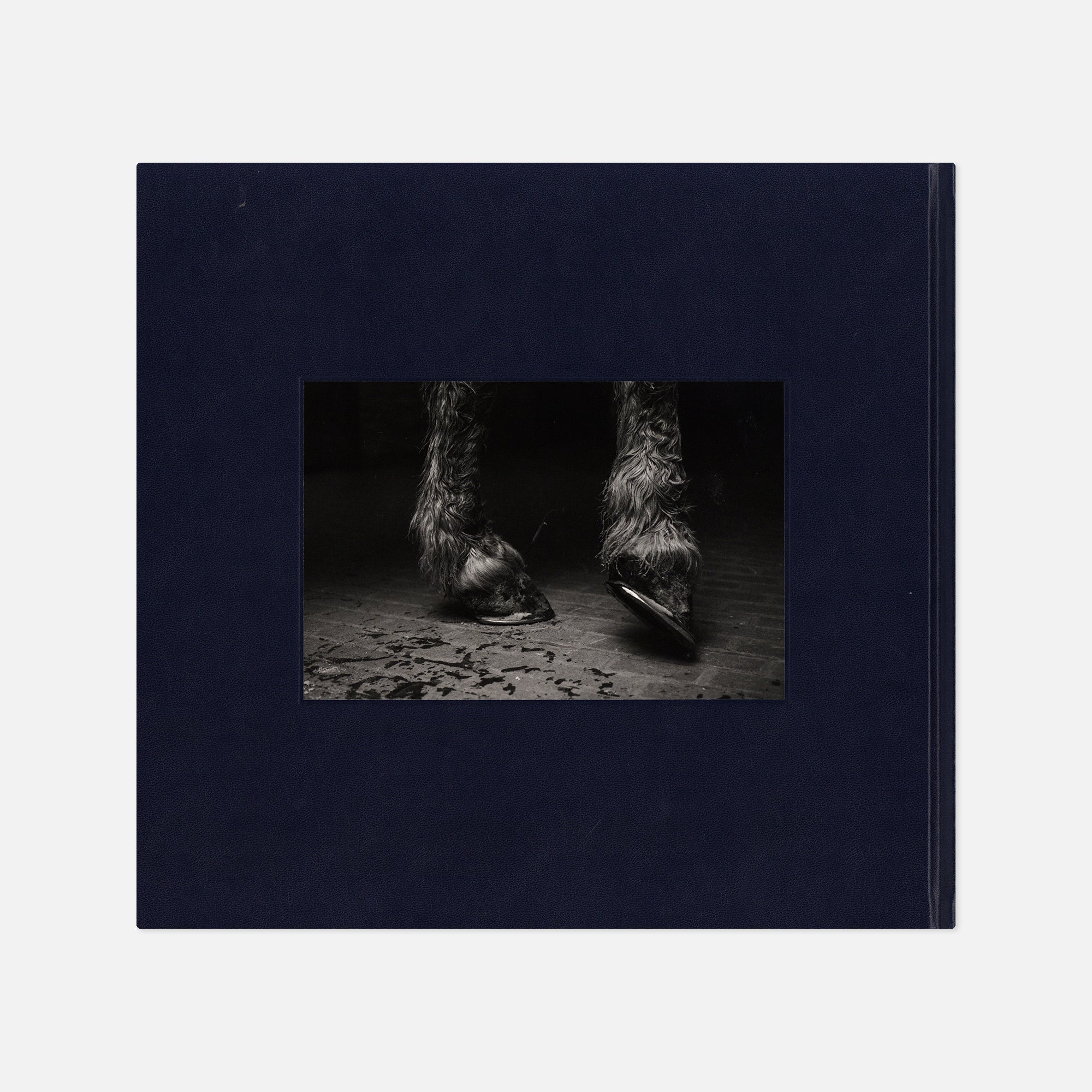 Alessandra Sanguinetti — Some Say Ice
