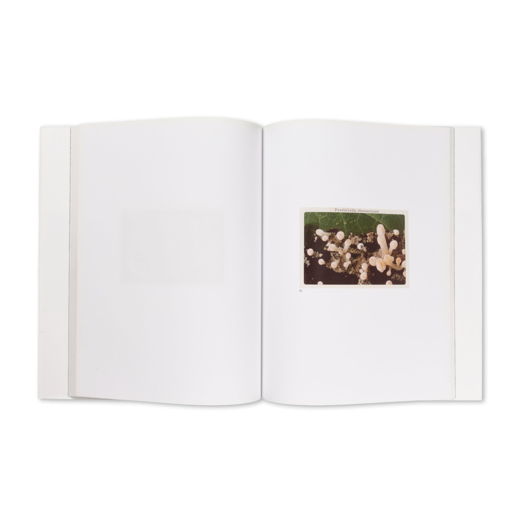 Jason Fulford — The Mushroom Collector