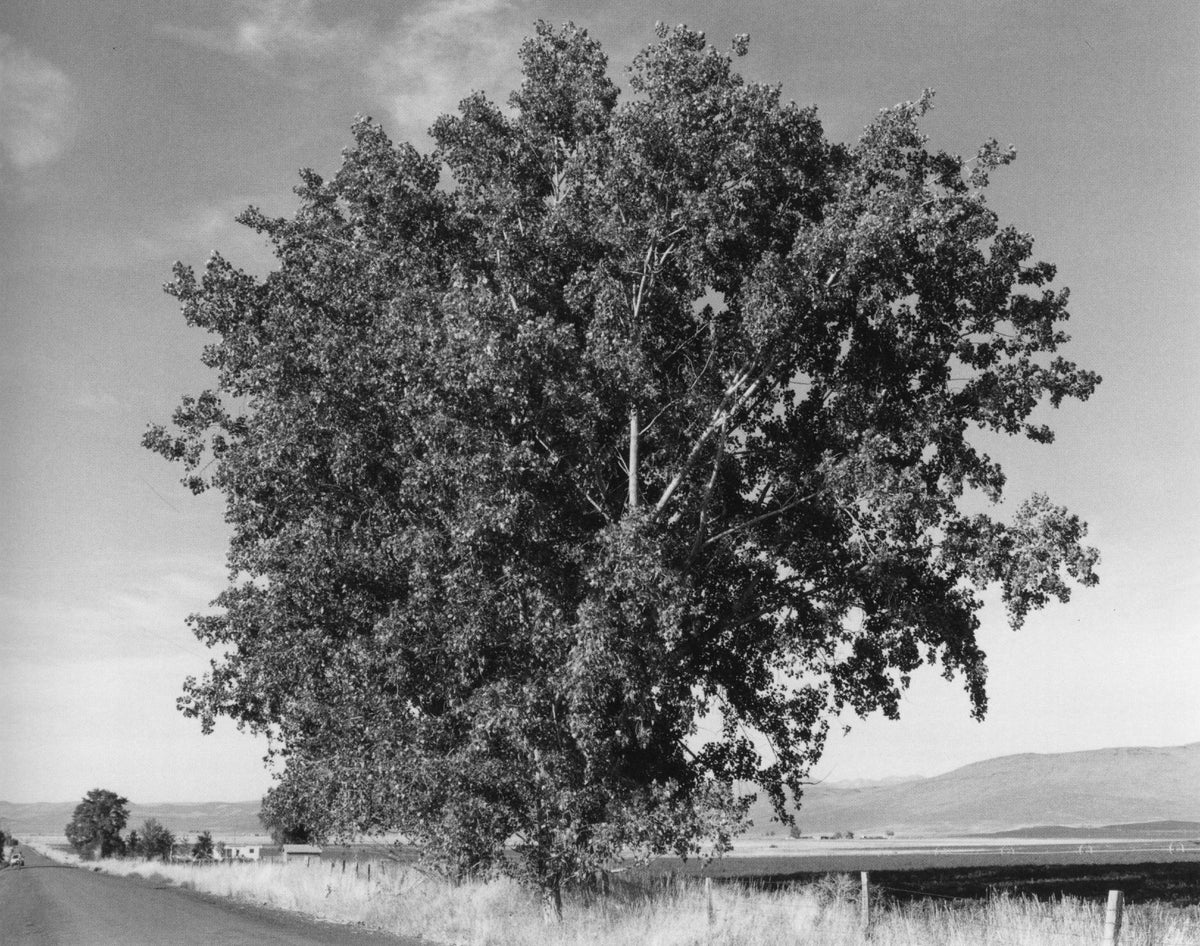 Robert Adams — Tree Line