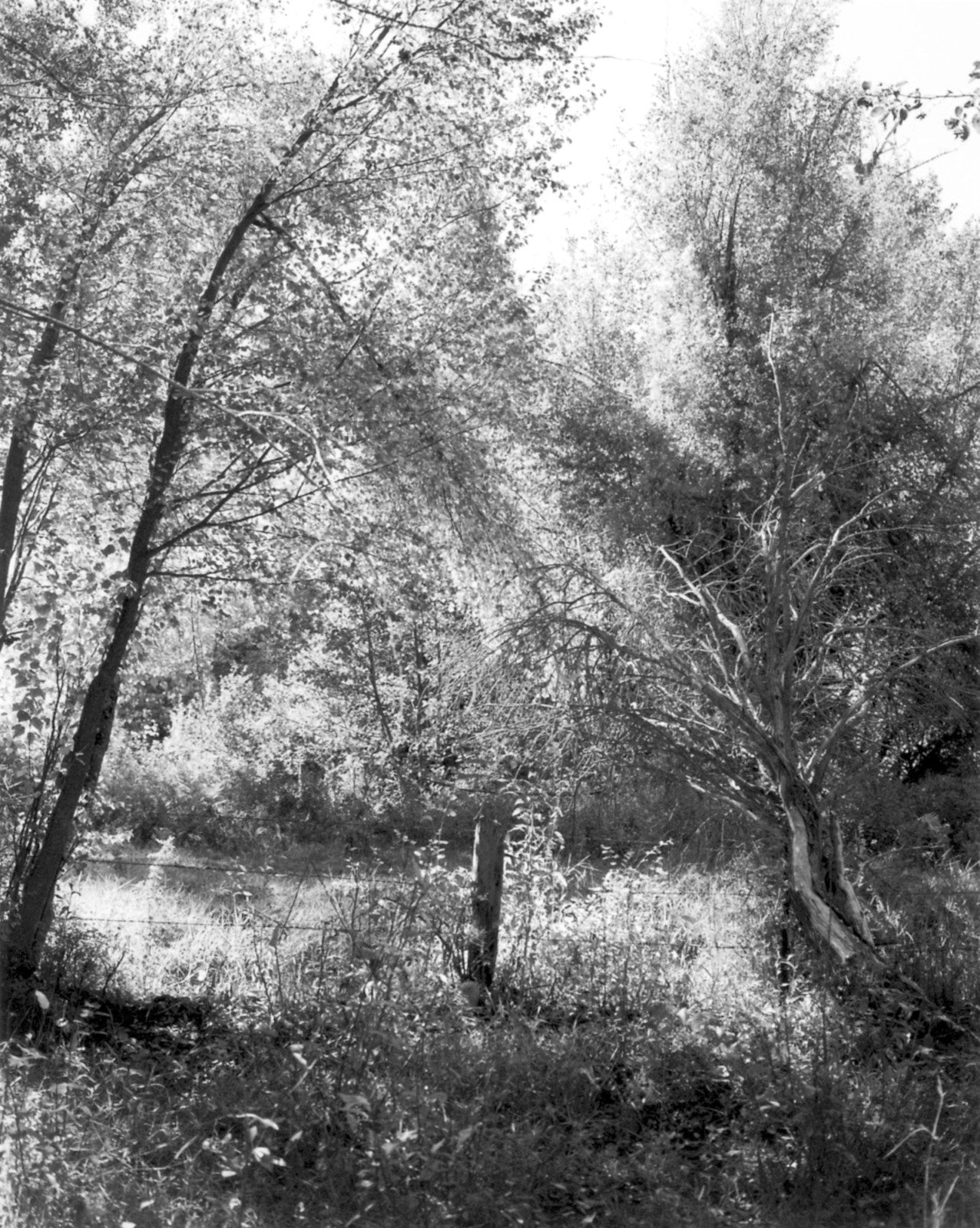 Robert Adams — Turning Back