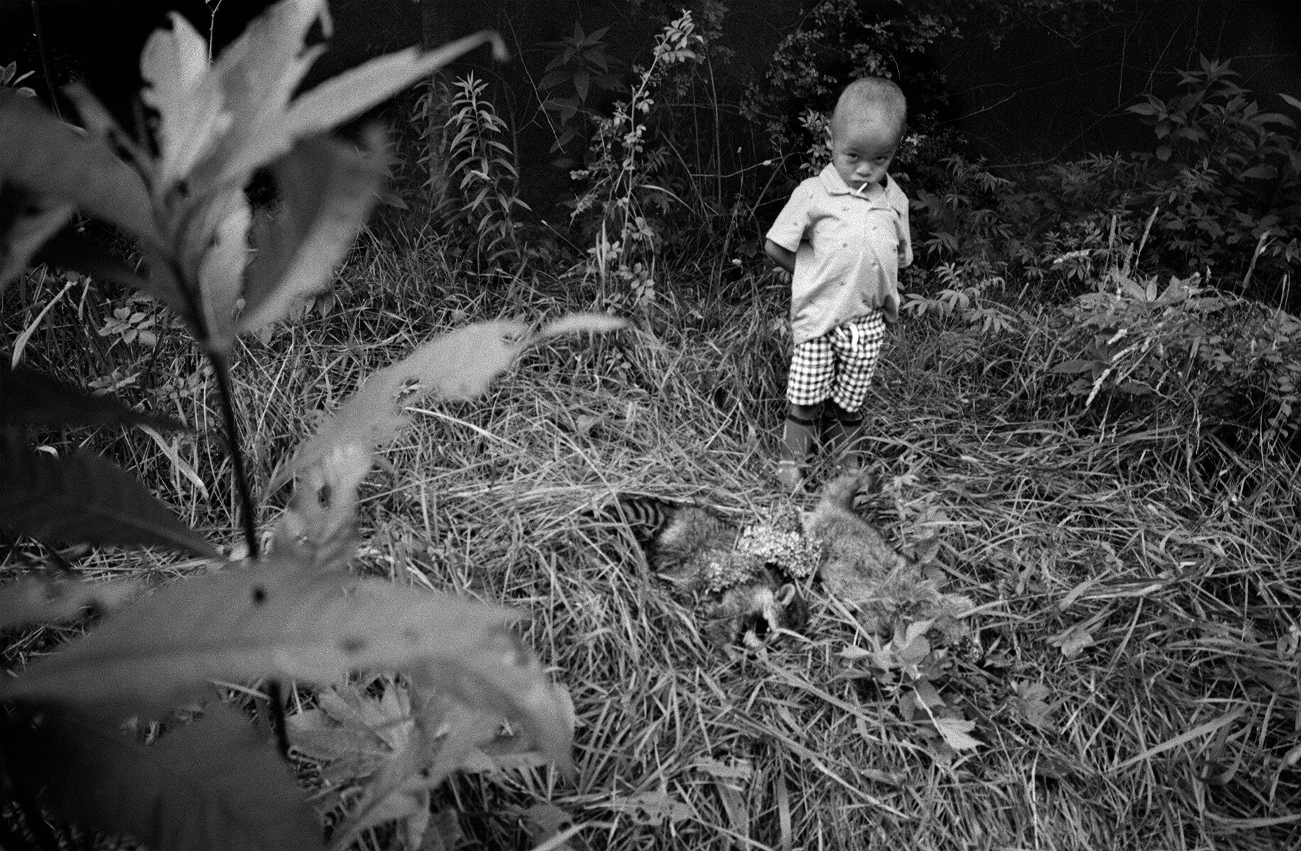 Jesse Lenz — The Locusts