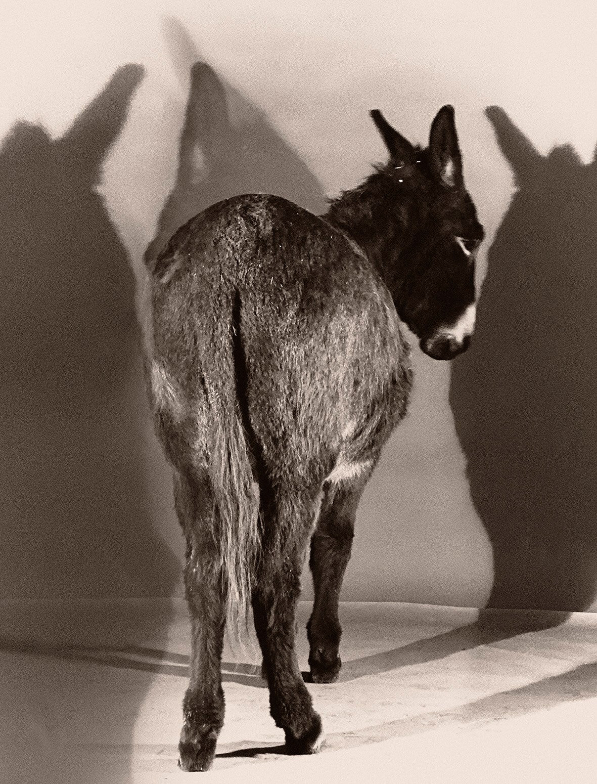 Paul Kooiker — The Rumour