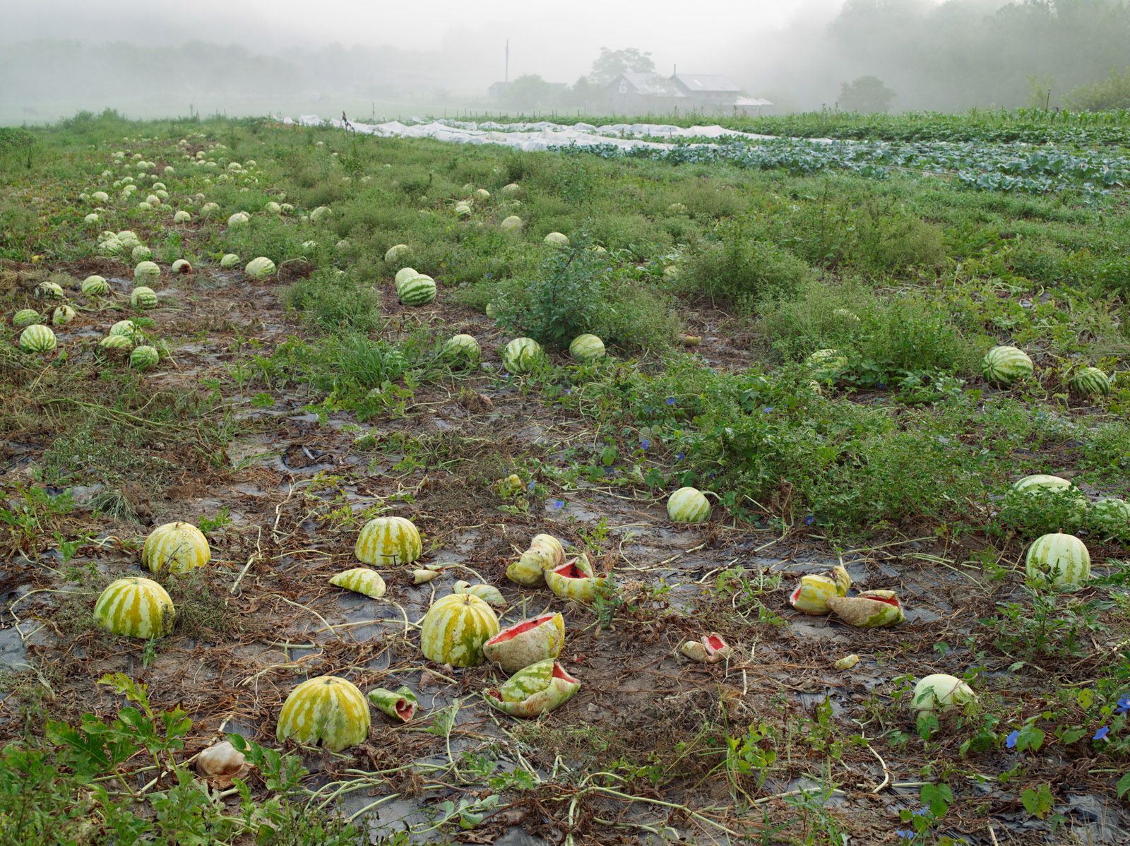 Lucas Foglia — A Natural Order