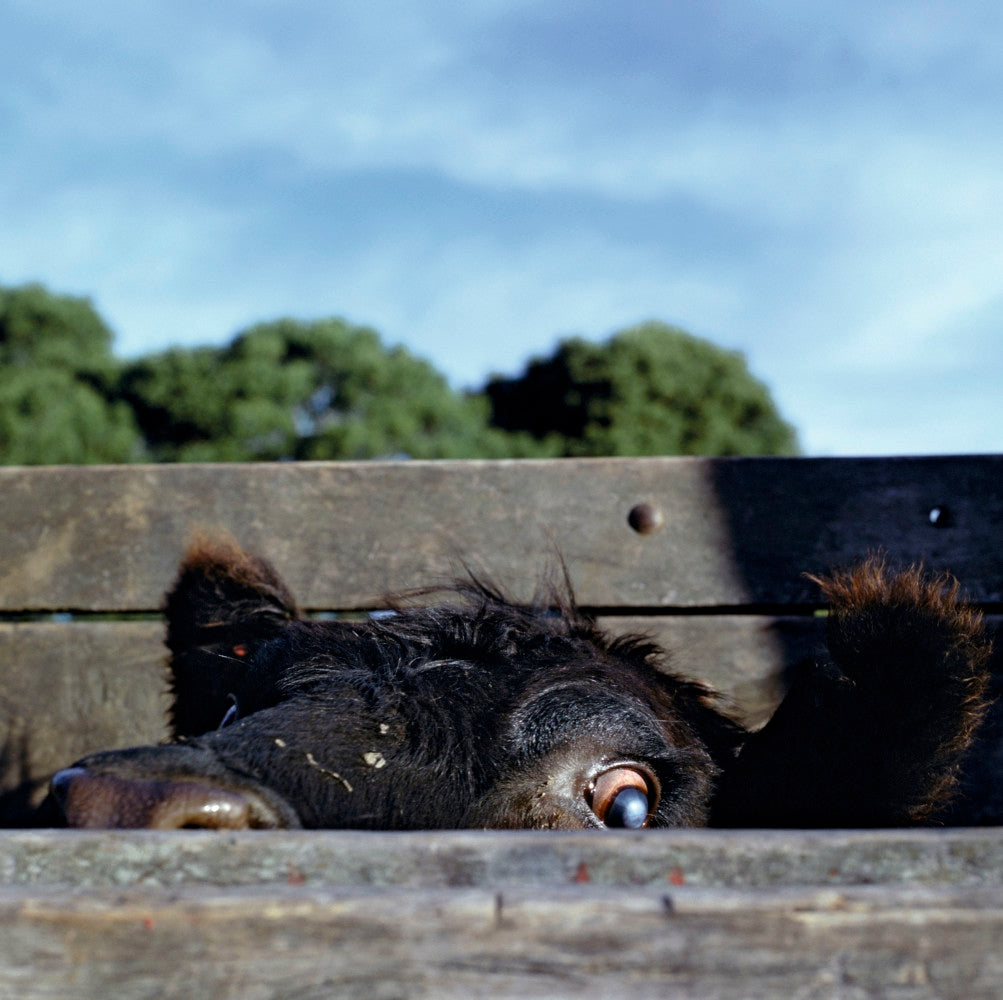 Alessandra Sanguinetti — On The Sixth Day