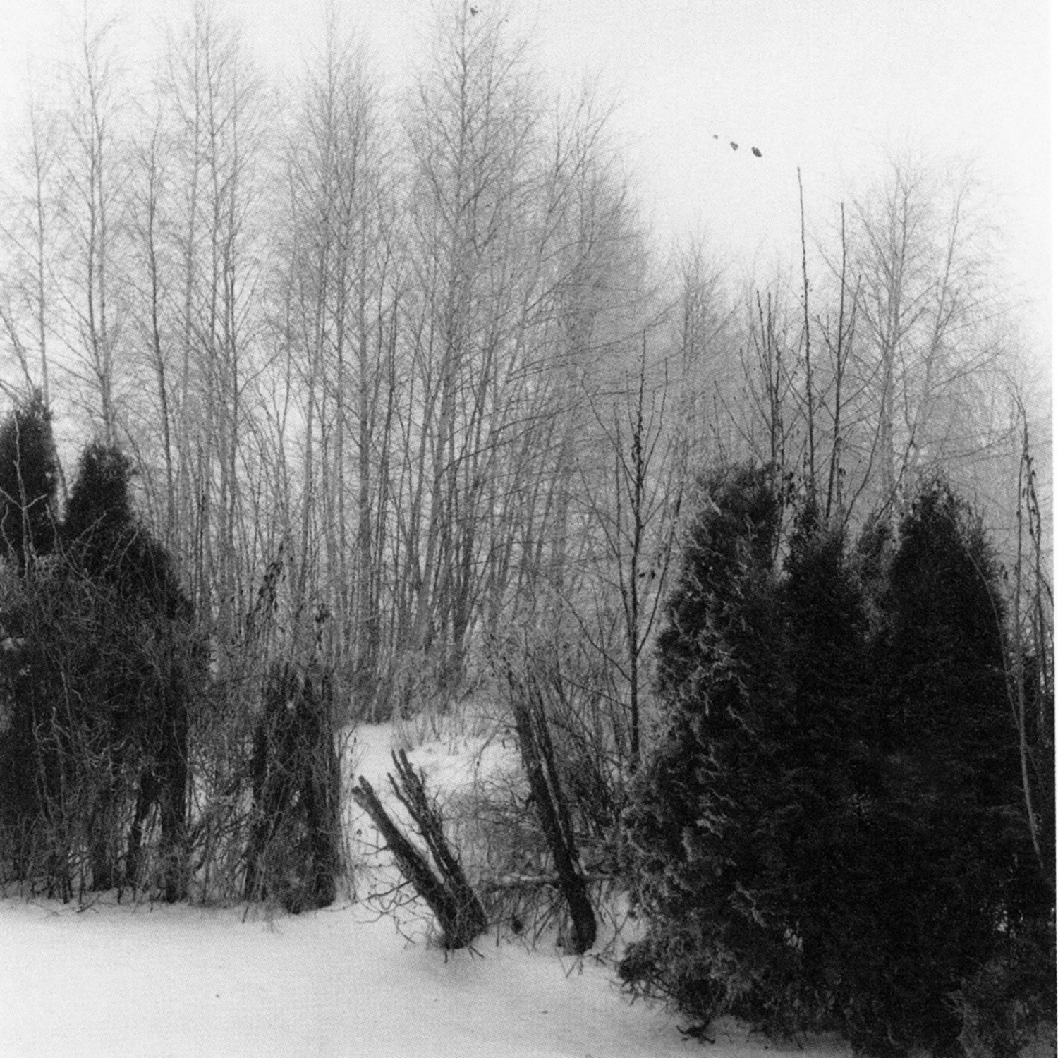 Gerry Johansson — Kvidinge