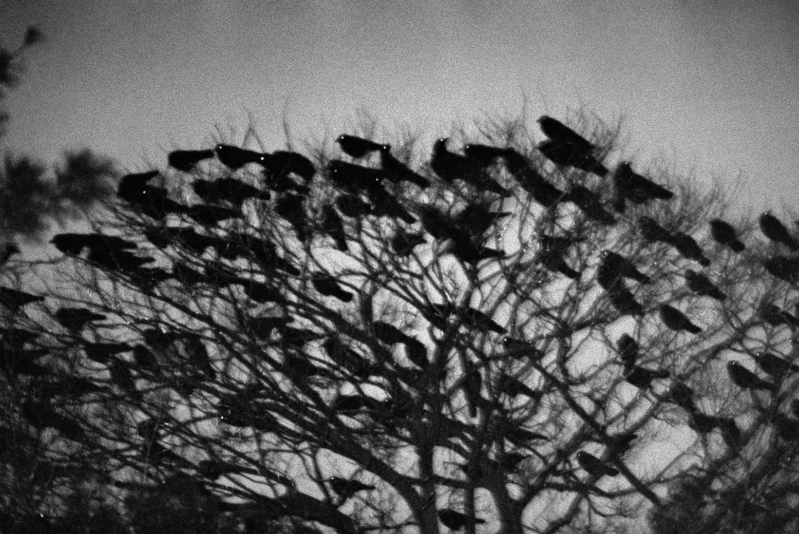 Masahisa Fukase — The Solitude of Ravens