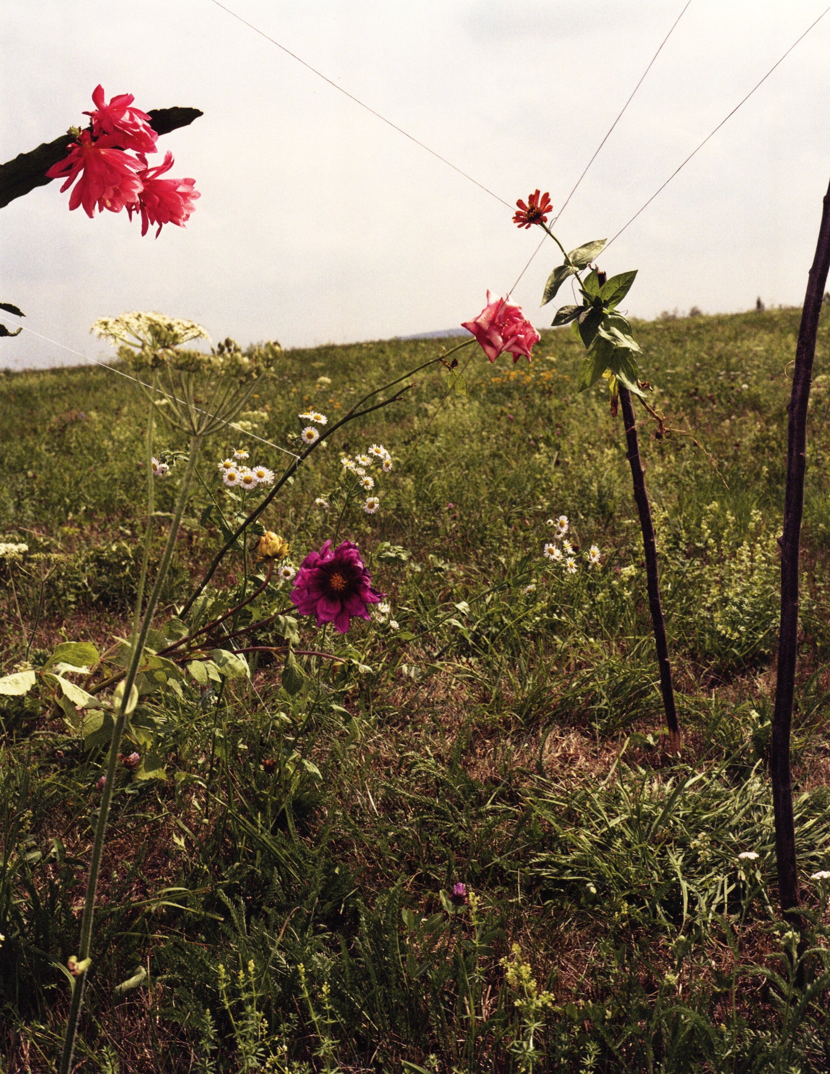 Collier Schorr — Blumen