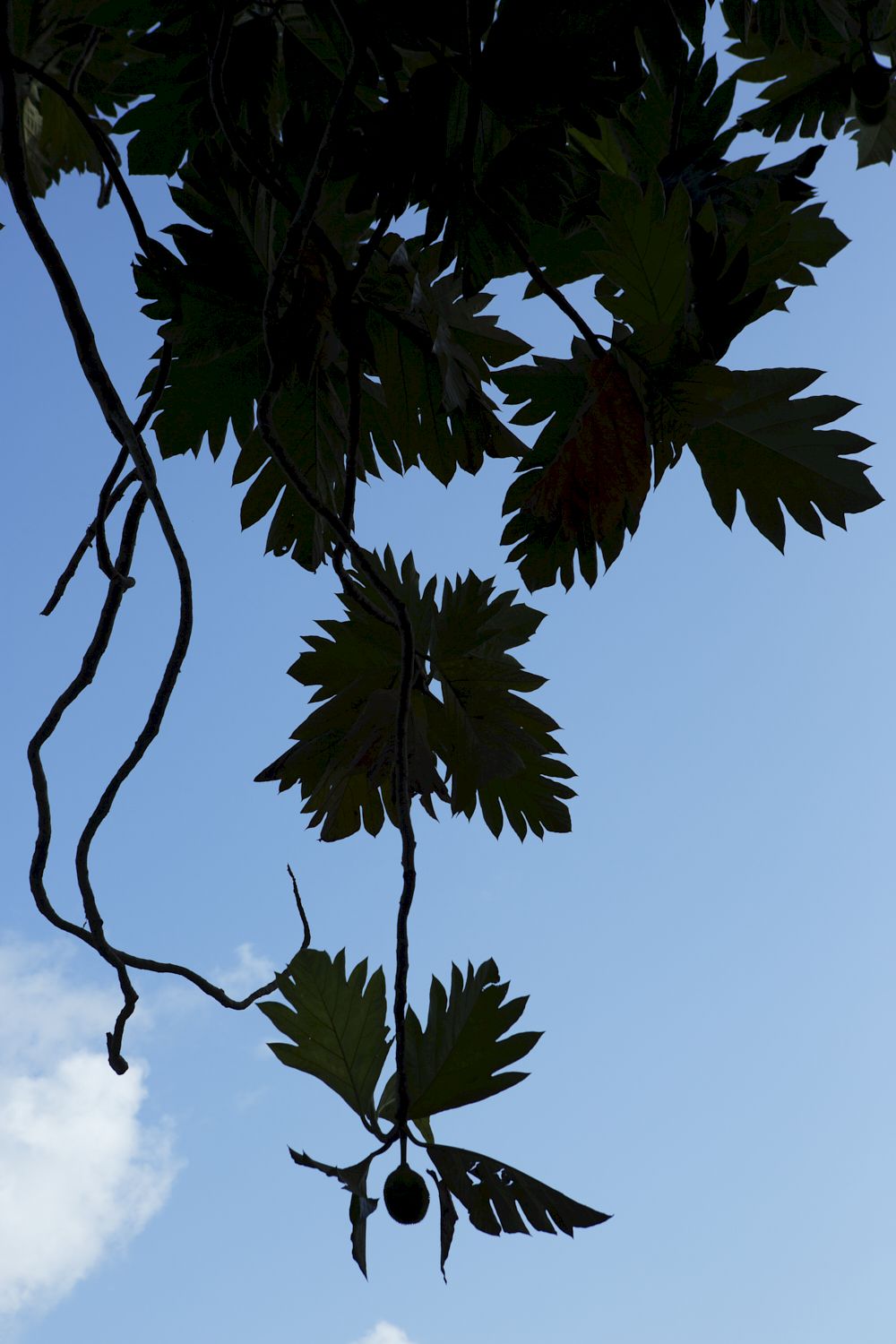 Viviane Sassen — Pikin Slee
