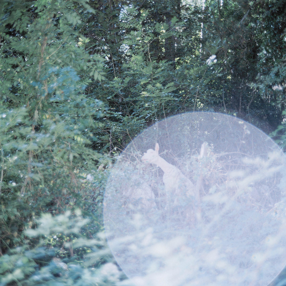 Rinko Kawauchi — The Eyes, The Ears