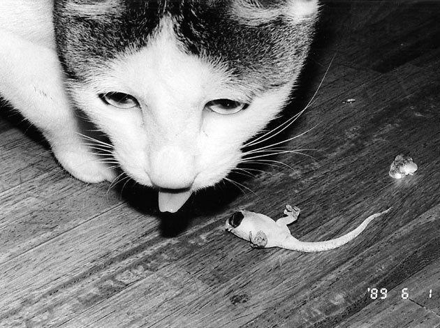 Nobuyoshi Araki — To The Past