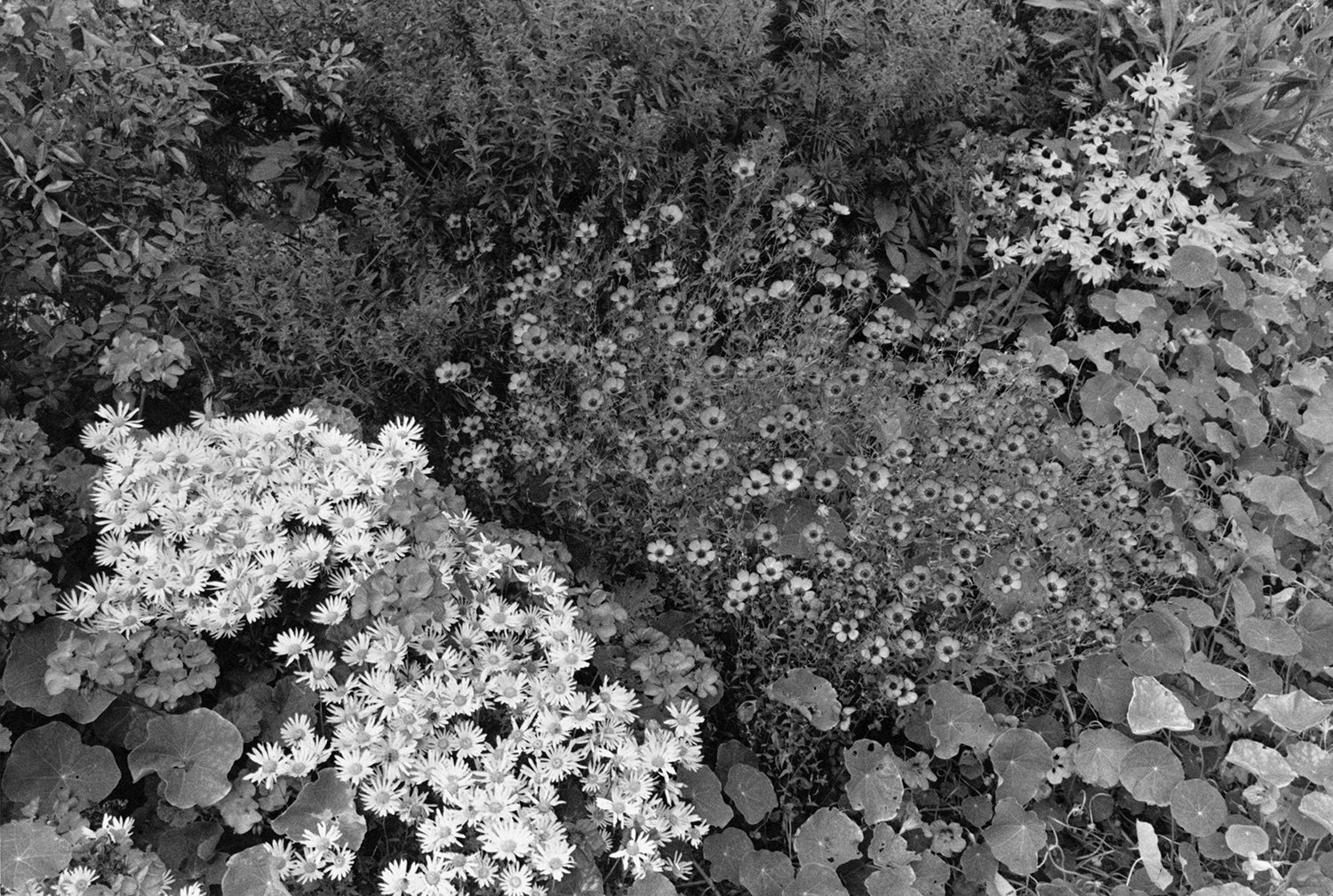Lee Friedlander — Flower and Trees