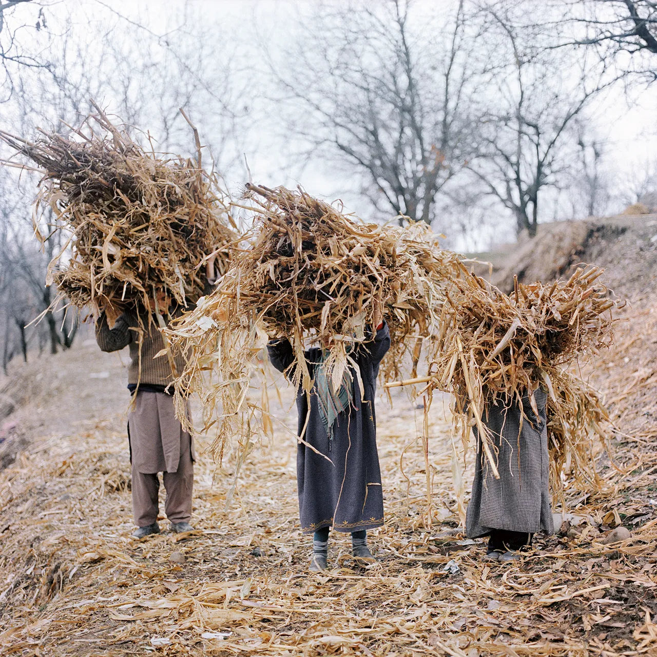 Sohrab Hura — Snow