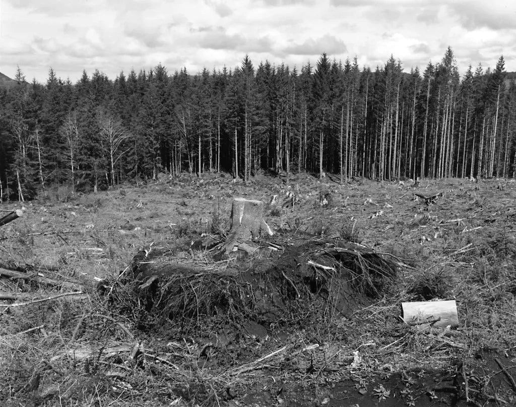 Robert Adams — Turning Back