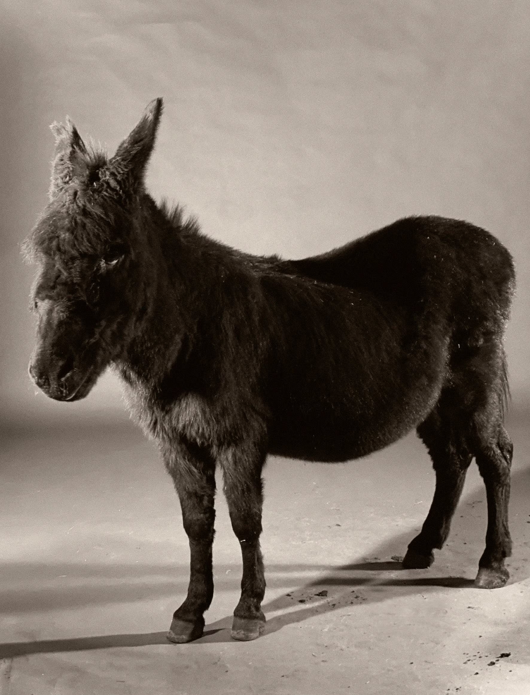 Paul Kooiker — The Rumour