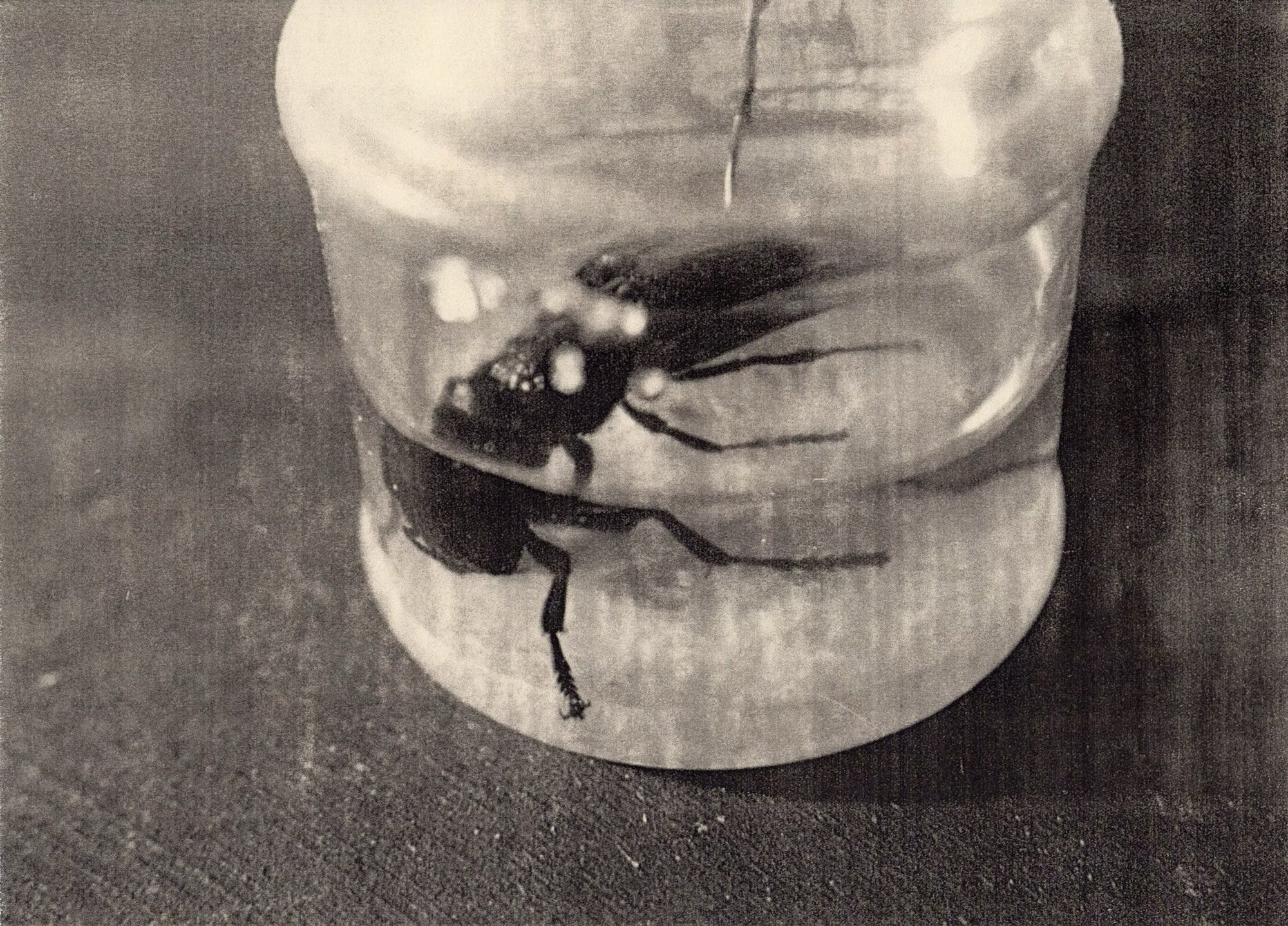 Emi Anrakuji — IPY