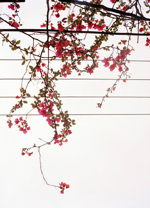 Marco van Duyvendijk — Het Lente-eiland