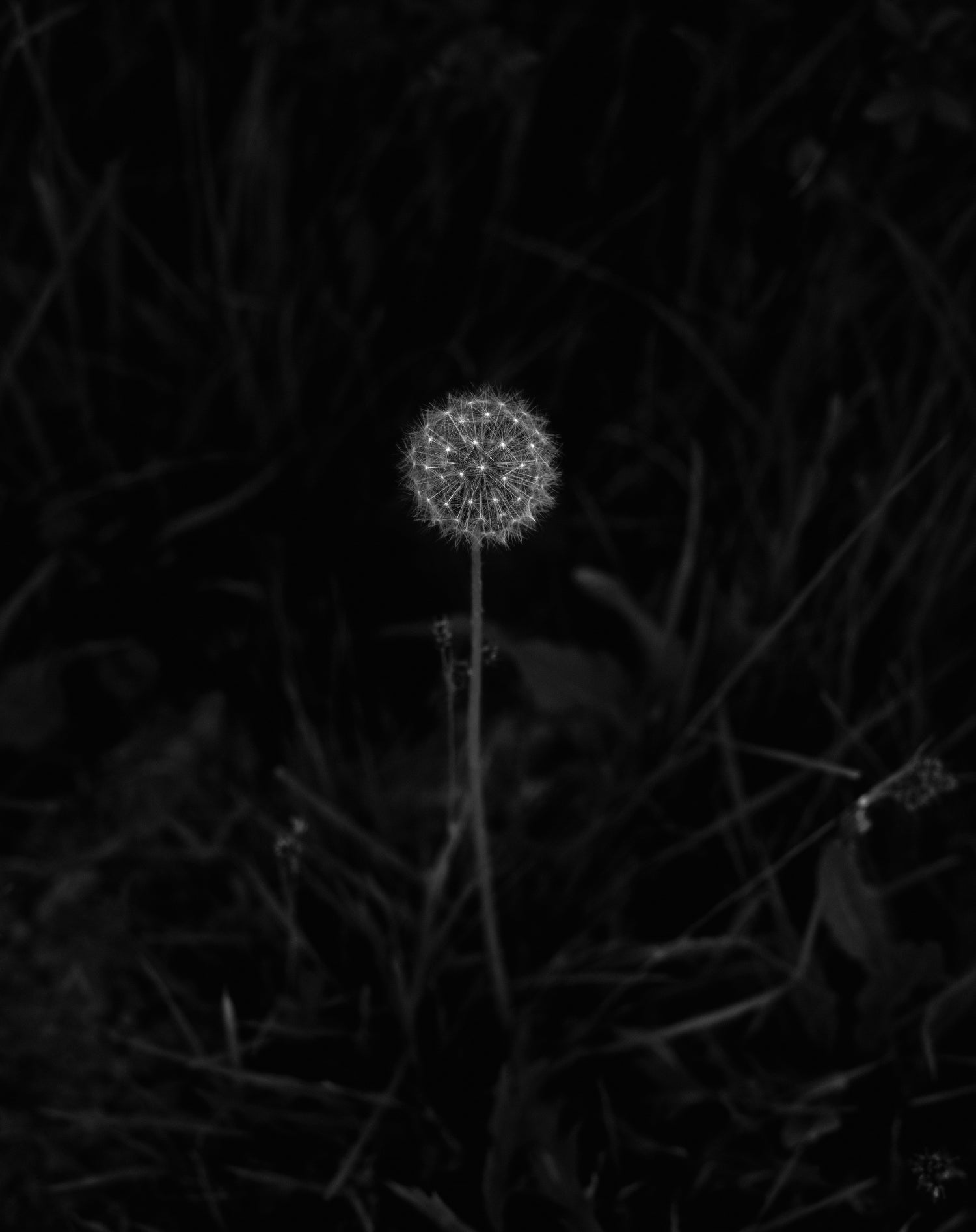 Geert Goiris — Proliferation
