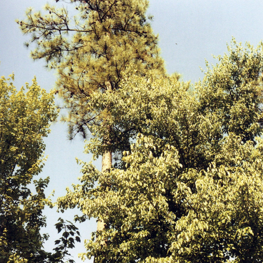 Jason Fulford — Crushed