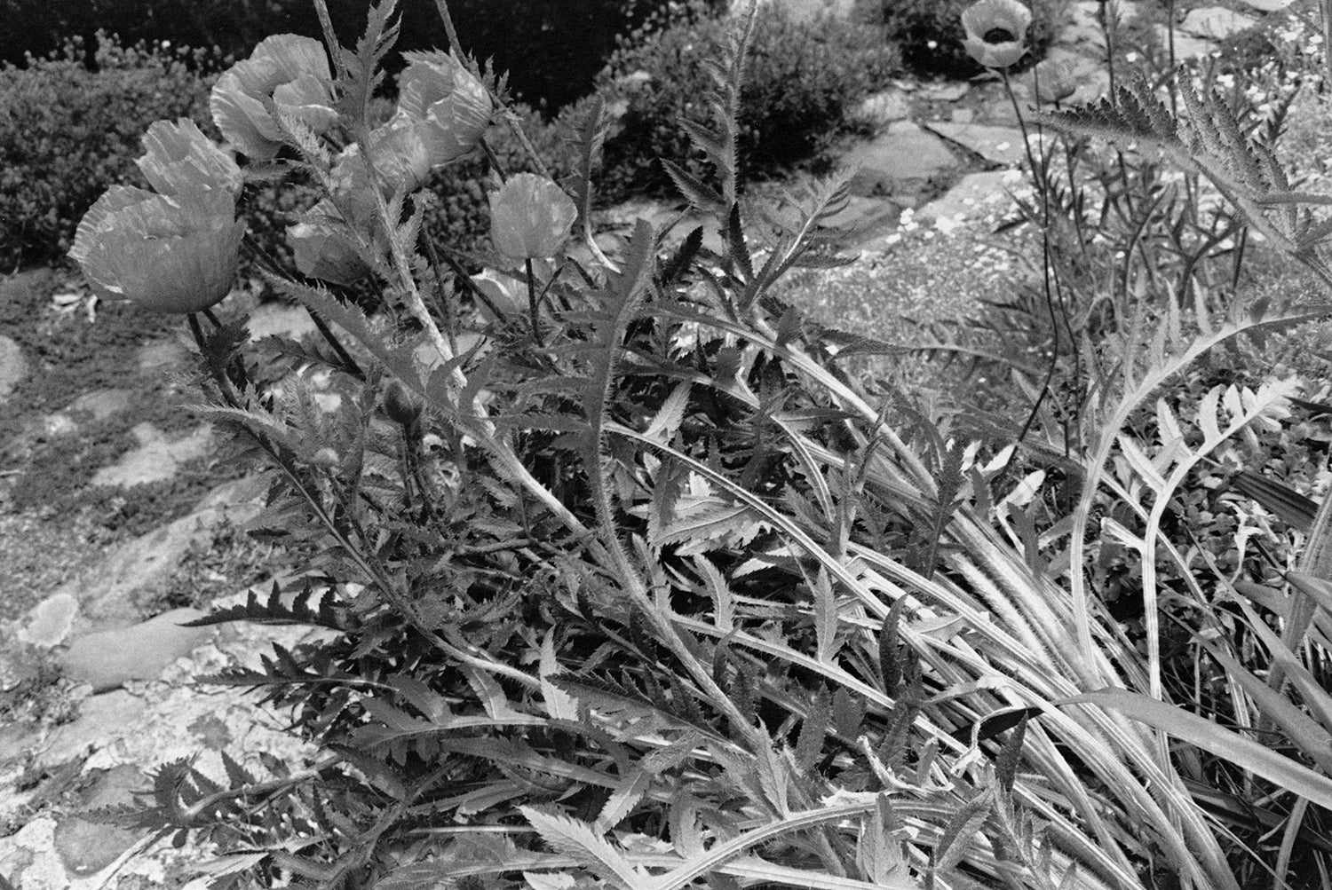 Lee Friedlander — Flower and Trees