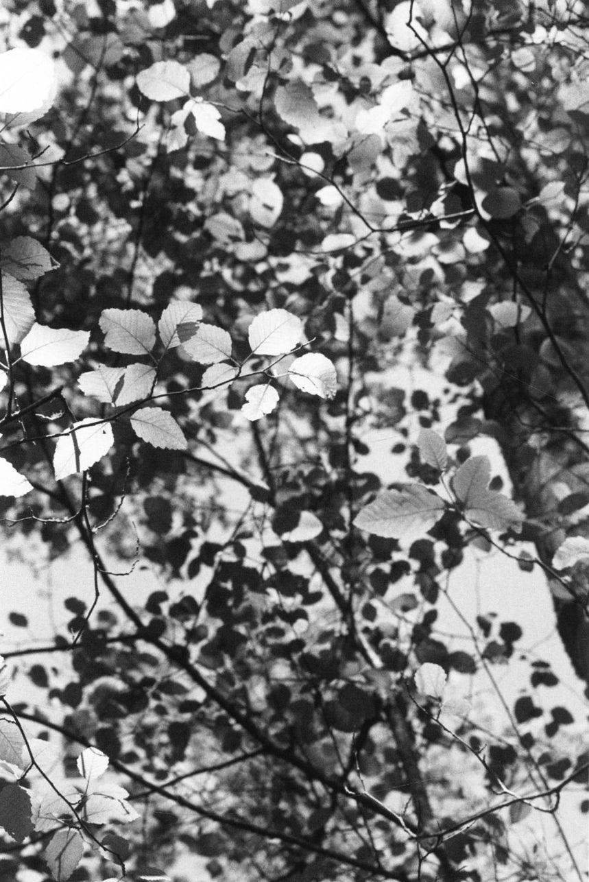 Robert Adams — Sea Stories