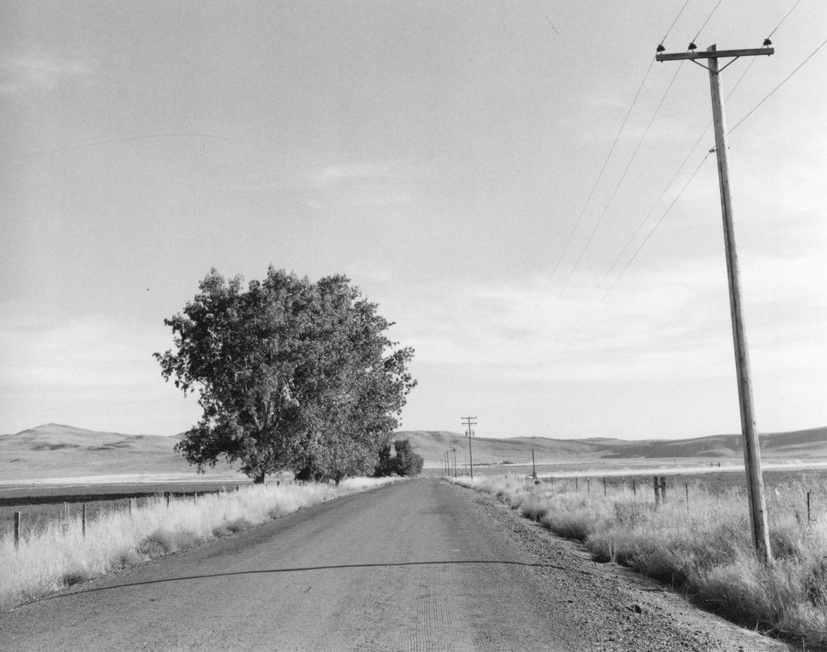 Robert Adams — Tree Line