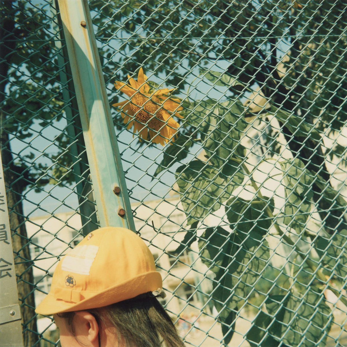 Mikiko Hara — Small Myths