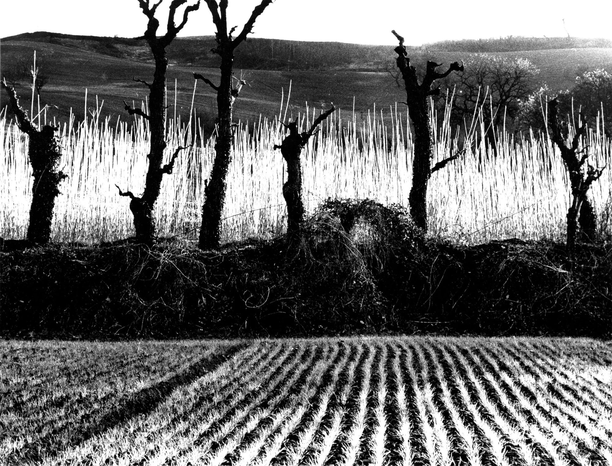 Mario Giacomelli — Mario Giacomelli