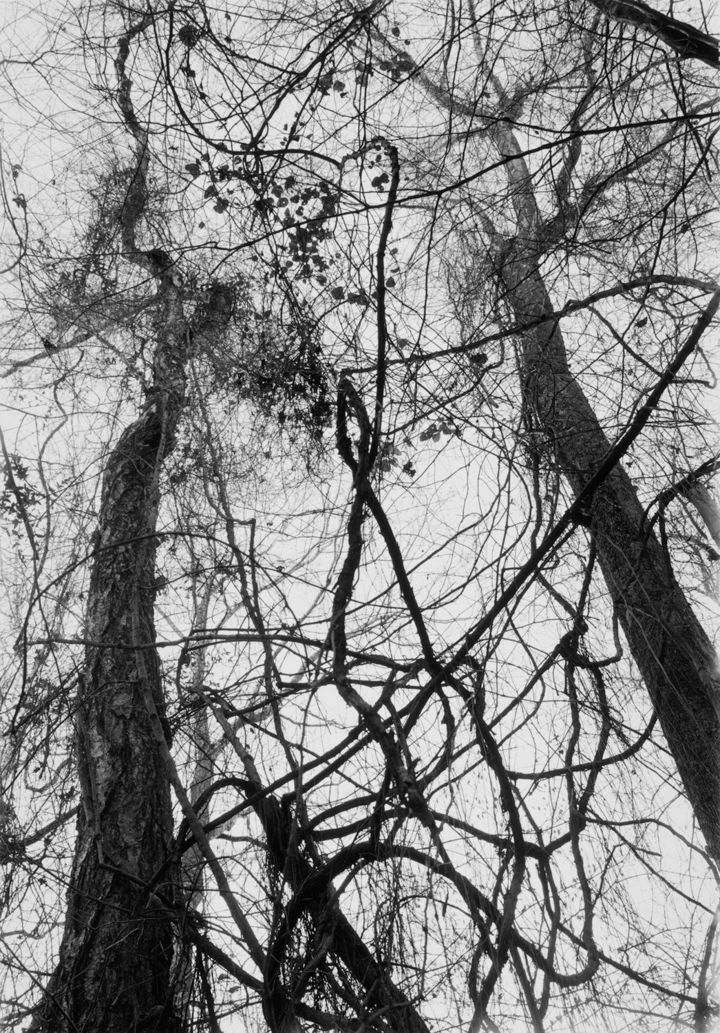 Mark Steinmetz — Taken from Light – Wolf Books