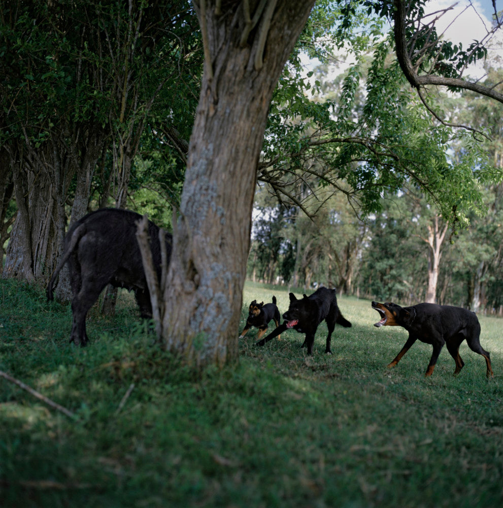 Alessandra Sanguinetti — On The Sixth Day