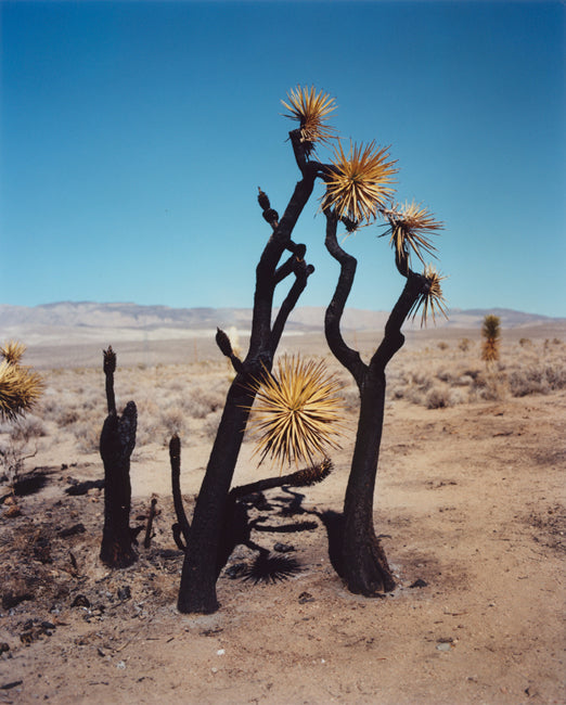 Gregory Halpern — ZZYZX