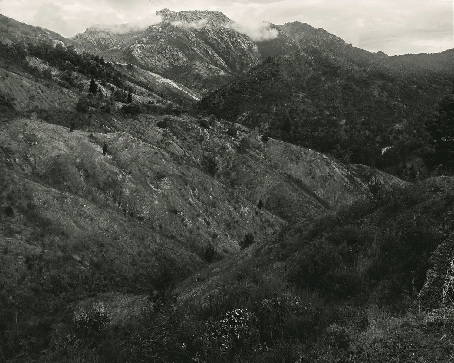 Rory King — Gumsucker