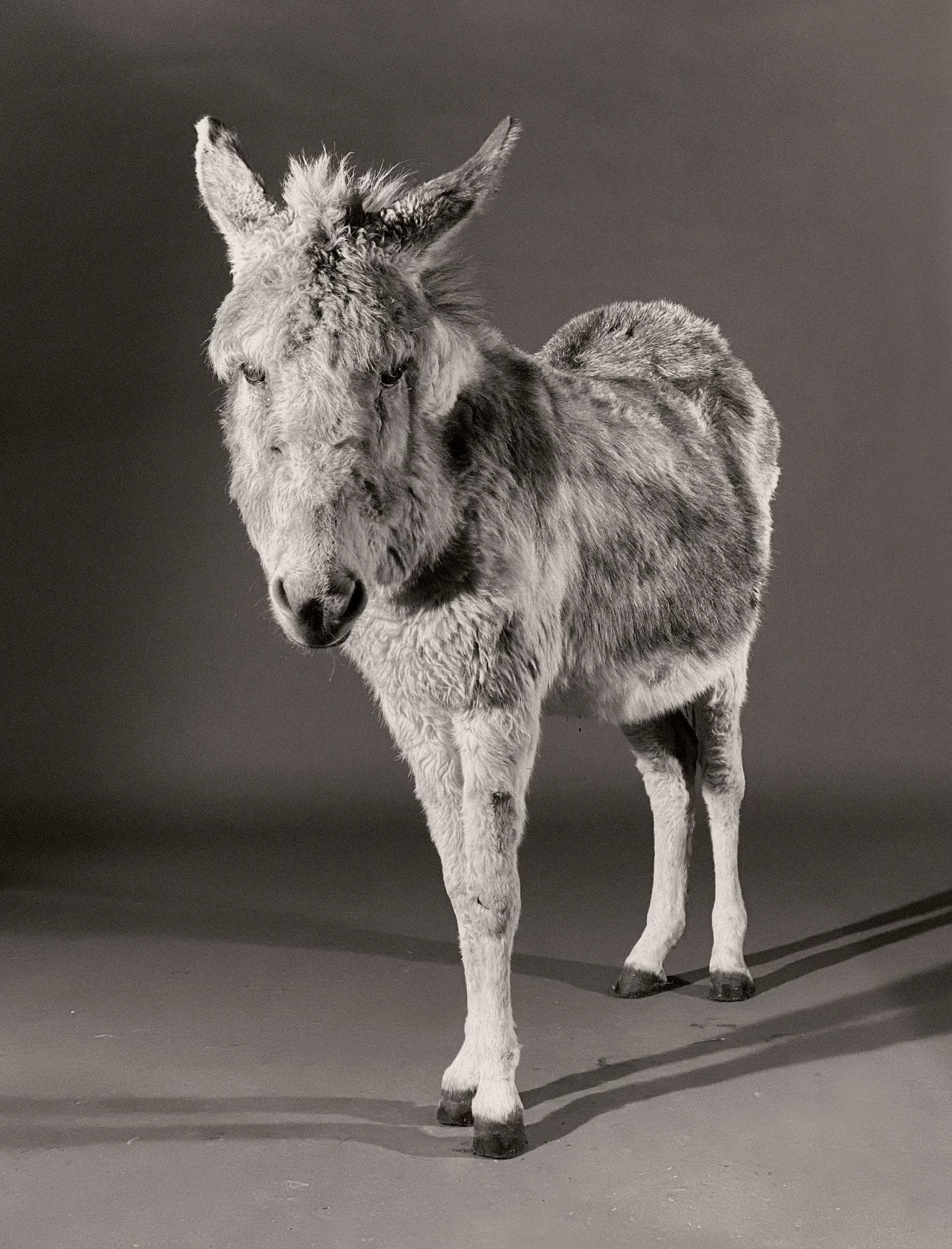 Paul Kooiker — The Rumour