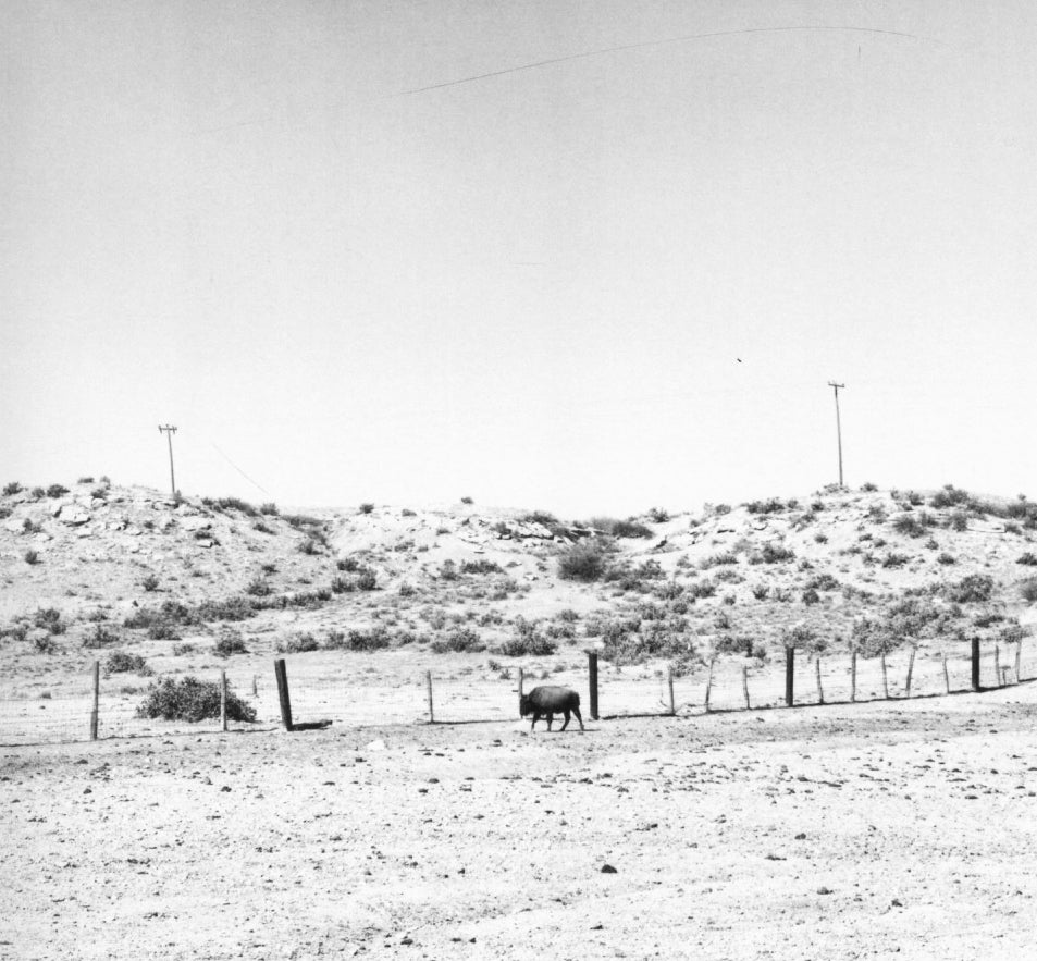 Robert Adams — What Can We Believe Here?